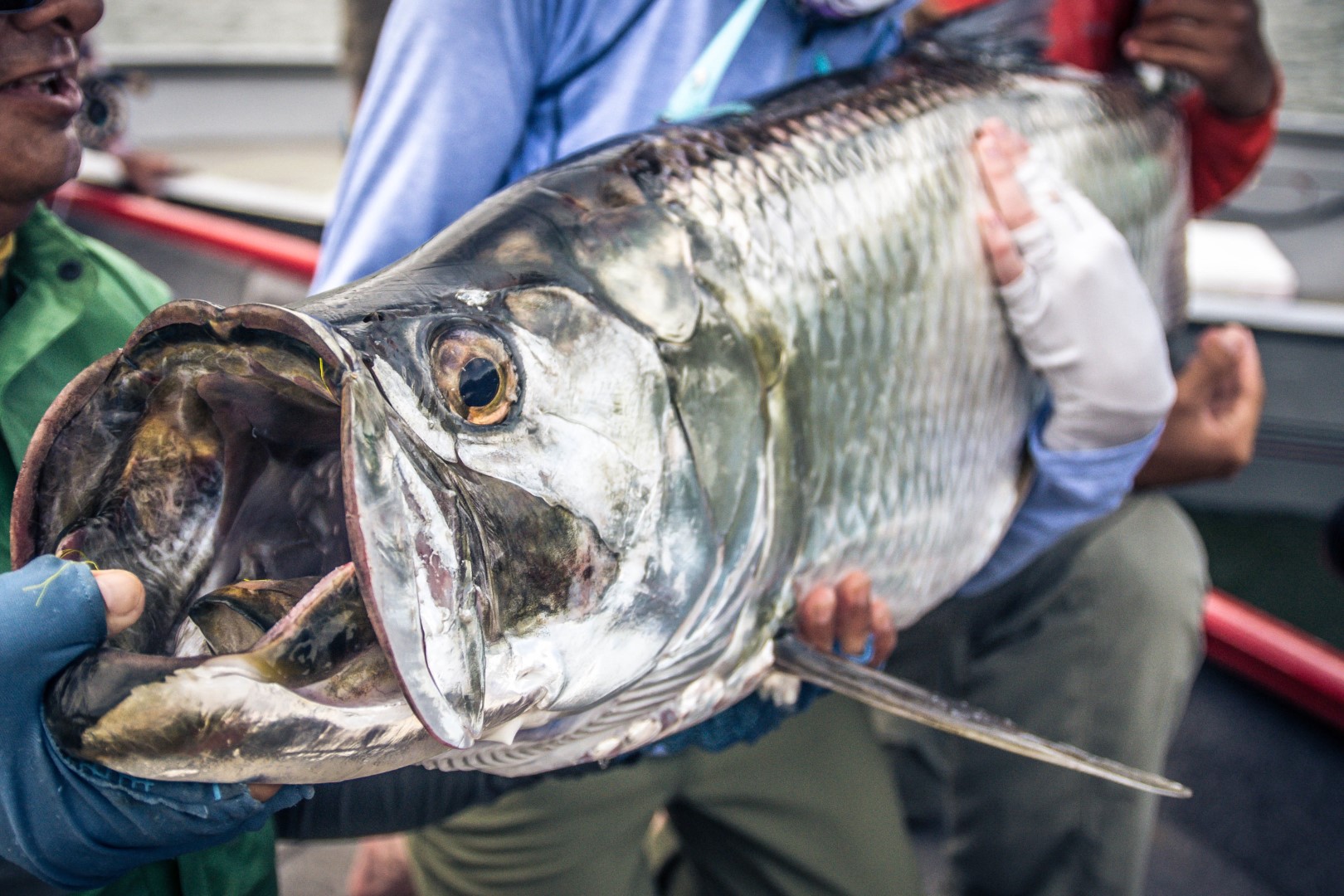 Large Tarpon held by Fly Fishing Anglers
